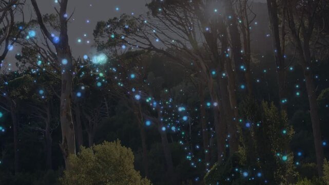 Sparse lights appearing, drifting up-right across treeline as camera tilting, showing depth