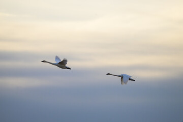 Obraz premium Swan in flight