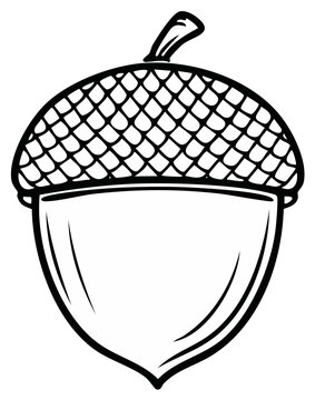 Simple acorn line art illustration, natural autumn fall element, minimalist design, outline vector
