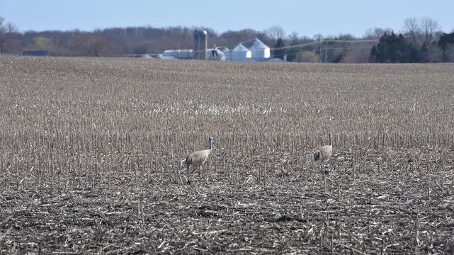 Sandhill Cranes on the Farm