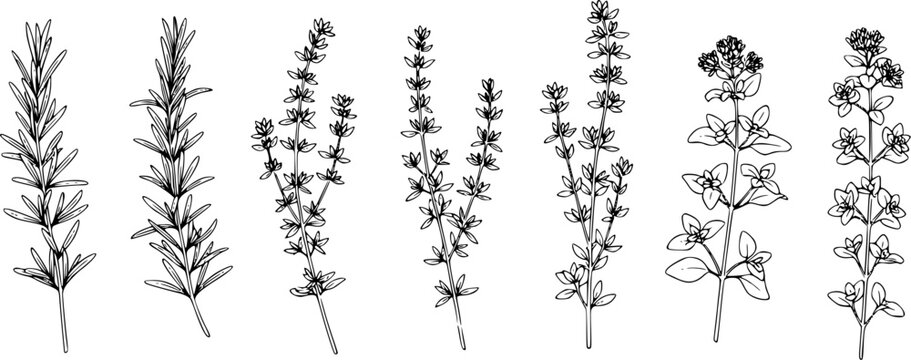 herbal sprigs including rosemary thyme and oregano for culinary spice design.