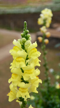 blooming yellow snapdragon flowers in outdoor garden, closeup with soft focus and copy space, floral background