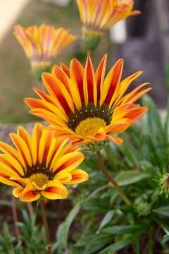 two yellow and orange gazania flowers blooming in outdoor garden, side view with soft focus nature background