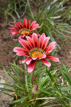 two reddish pink gazania flowers with yellow centers in garden, green leaves and earth, angle view with soft focus
