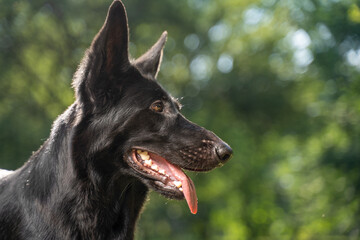 Profile portrait of a black shepherd dog panting with tongue out and ears up, glossy fur in warm sunlight with green forest bokeh behind, alert working dog outdoors with natural backlight and rimlit © Masarik