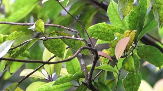 Indigo flycatcher (Eumyias indigo) is a species of bird in the Old World flycatcher family, Muscicapidae. It is found in Indonesia (Java, Sumatera) and Malaysia