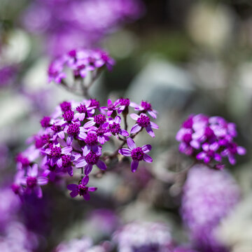 Purple wildflowers bloom along Madeira's PR1 Vereda do Areeiro hiking trail. Mountainous terrain surrounds vibrant flora clusters. Spring season highlights island biodiversity in Portugal.