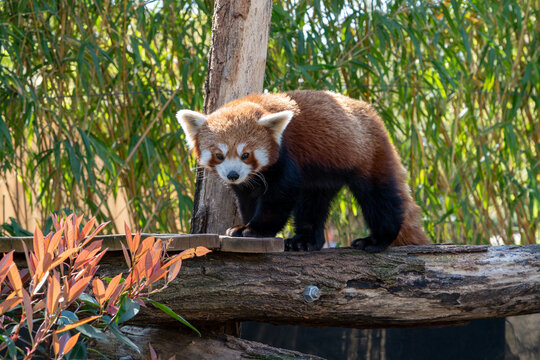 Red panda facing the camera at the M&eacute;nagerie du Jardin des Plantes in Paris