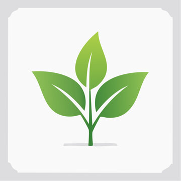 Green sprout with three leaves