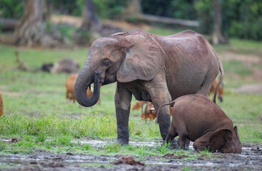 Fototapeta premium Forest Elephants at Dzanga Bai digging for mineral rich mud at Dzanga Sangha, Central African Republic