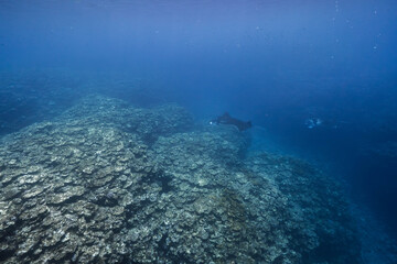 Obraz premium Manta rays swimming over coral reef in clear blue ocean