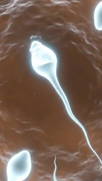 Fertilization process of egg and sperm from top view showing interaction and joining
