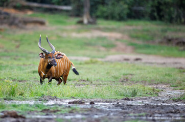 Western or Lowland Bongo (Tragelaphus eurycerus) at mineral rich mud holes in the Congo rainforest at Dzanga Bai in the Central African Republic © Reto Ammann