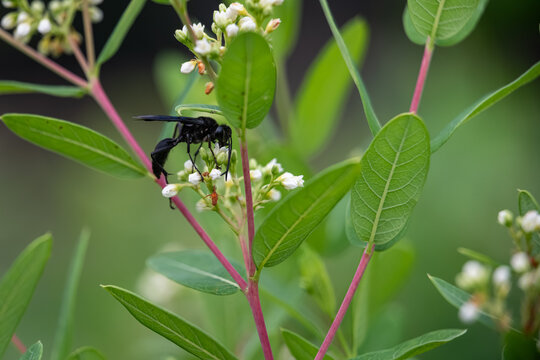 A solitary Great Black Wasp foraging for nectar on the delicate white blossoms of a Spreading Dogbane plant in a summer field