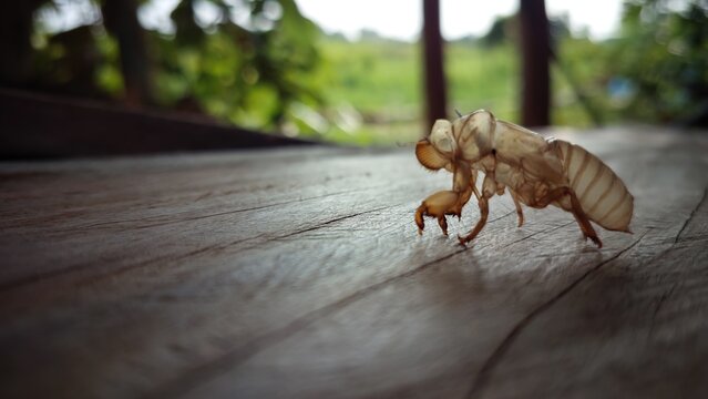 Cicada exuviae on a wooden surface, macro shot of insect molting process