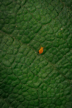 Extreme close up of a tiny orange globular springtail or sminthuridae insect on the textured surface of a dark green leaf