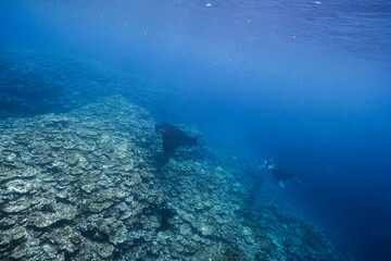 Fototapeta premium Marine life with manta rays gliding over coral reef