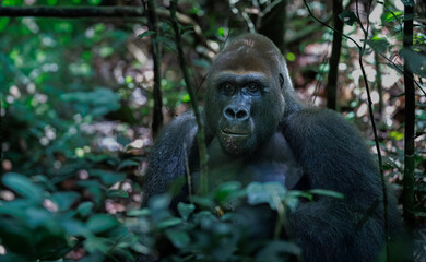 Fototapeta premium Silverback male Western lowland gorilla (gorilla gorilla gorilla) in dense rainforest around Dzanga Sangha in the Central African Republic