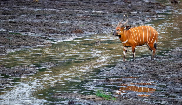 Western or Lowland Bongo (Tragelaphus eurycerus) at a stream in the Congo rainforest at Dzanga Bai in the Central African Republic