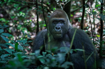 Fototapeta premium Silverback male Western lowland gorilla (gorilla gorilla gorilla) in dense rainforest around Dzanga Sangha in the Central African Republic