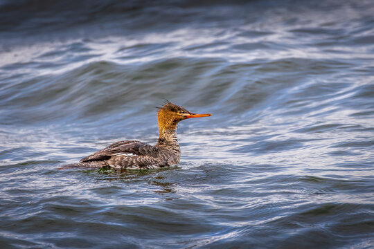Female Red-breasted Merganser Swimming in LaSalle Park Ontario