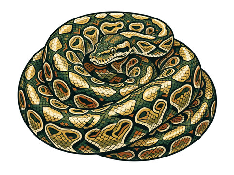 A detailed illustration of a coiled ball python snake on a white background.