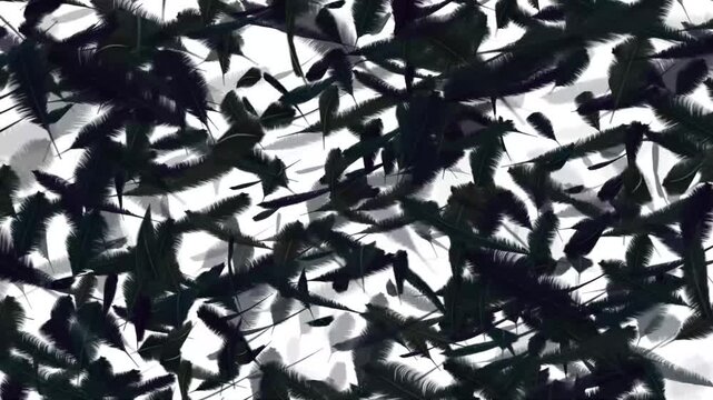 Silhouette bird feather motion video.