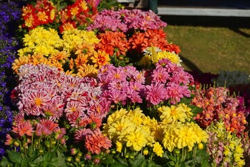 Obraz premium Colorful dahlia flowers at a plant fair in Varkiza, Attica, Greece