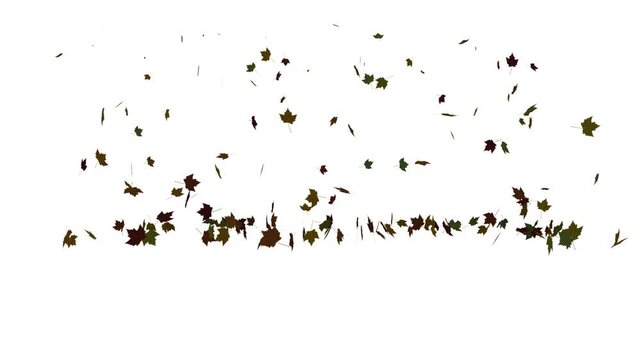 autumn leaf motion video