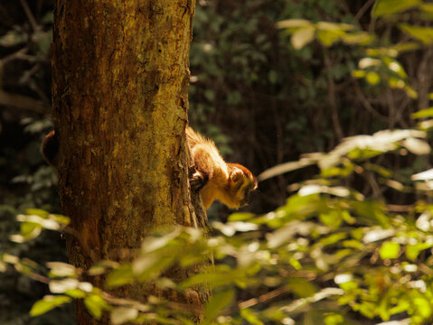 Macaco curioso em &aacute;rvore se preparando para pulo. Macaco-prego em Bonito, Mato Grosso do Sul