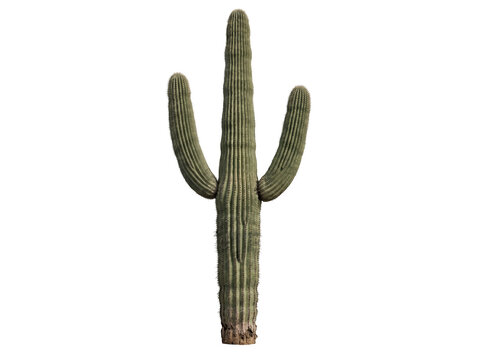 Saguaro cactus plant with arms isolated on white background arid climate desert plant sonora desert organic form tropical plant organic shape national park arid environment succulent