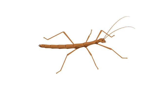 Isolated stick insect illustration on white background