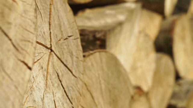Storing wood in piles logging industry log pile background of the mountains of the ash tree in sunny day in shade of trees, close-up