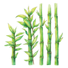 Obraz premium Bamboo stalks with green leaves growing.