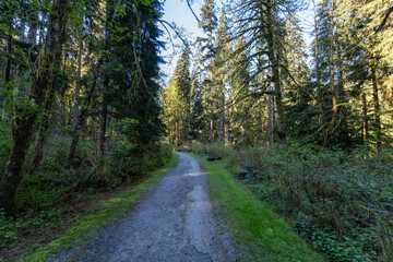 Fototapeta premium Gravel hiking trail through a lush mossy forest at Buntzen Lake British Columbia Canada