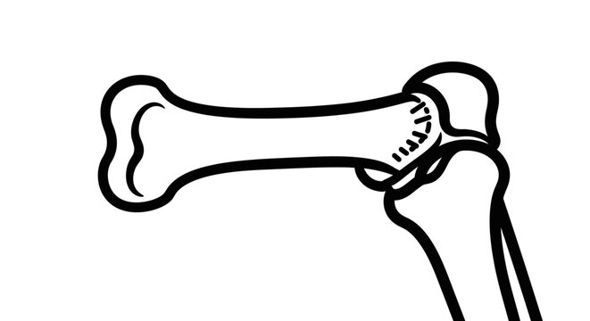 Medical illustration of a human thumb bone anatomy in a black and white style