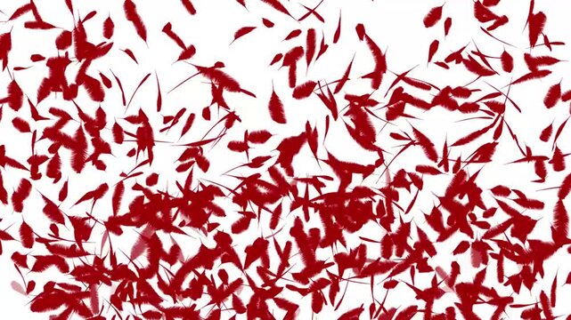 bird feather background motion video