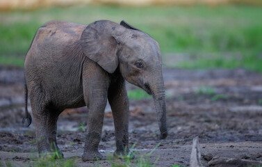 Obraz premium Baby African Forest Elephant (Loxodonta cyclotis) on mineral rich mud at Dzanga Bai in the Central African Republic