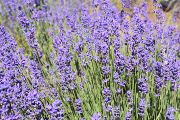 Obraz premium Lavender Haze