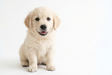 Obraz premium 可愛いゴールデンレトリバーの子犬 Generative AI