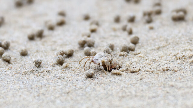 Small Ghost Crab Emerging from Sand Hole on Krabi Beach