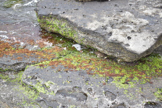 Close Up of Marine Algae and Seaweed on Coastal Rocks