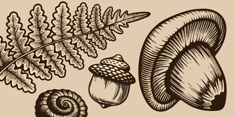 Woodland elements collection fern acorn snail and mushroom illustration © Juran