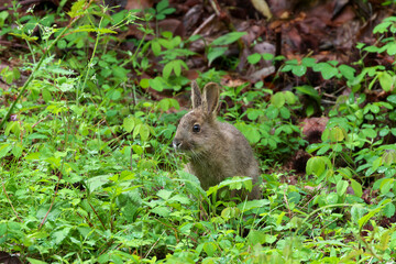 A nocturnal hare that can't eat because of the rain and eats after it gets brighter © 徹志 山賀
