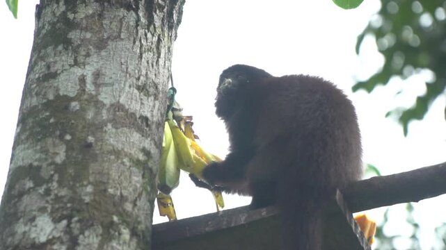 Slom Motion Peruvian Monkey Urubamba Brown Titi (Plecturocebus urubambensis) Eating Banana over a Tree 4K