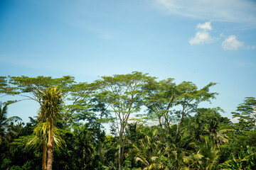 Naklejka premium Lush green trees under a bright blue sky showcase tropical beauty