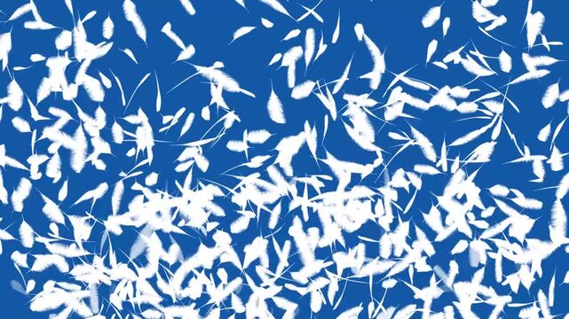 Bird feather Silhouette in blue background motion video move.