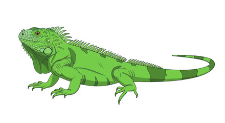 Fototapeta premium Green Iguana Reptile Illustration Isolated on White Background