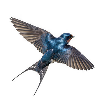 Blue bird flying with wings spread isolated on transparent background