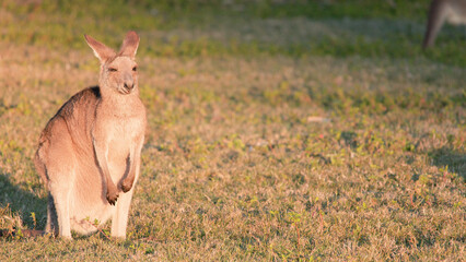 Young Kangaroo Joey Standing in a Grassy Field at Golden Hour © blueringmedia